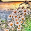 Daisy Field on Lakeside Flowers Paint By Numbers