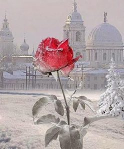 Red Rose in Winter Flowers Paint By Numbers