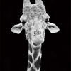 Giraffe Black And White paint by numbers