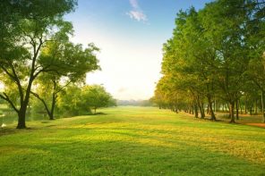 Green Grass and Trees paint by numbers