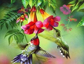 Hummingbirds paint by numbers