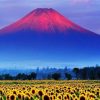 Mountains Sunflowers Fields paint by numbers