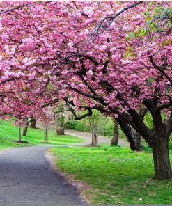 Path Park Cherry Blossom paint by numbers