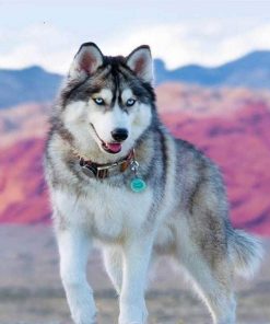 Siberian Dog Husky Animals Paint By Numbers