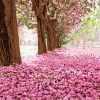 Pink Tree Leaves paint by numbers