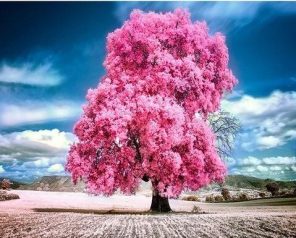 Pink Trumpet Tree paint by numbers