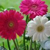 Pink White Chrysanthemum Flower paint by numbers