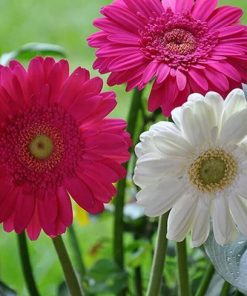 Pink White Chrysanthemum Flower paint by numbers