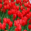 Red Tulip Flowers paint by numbers