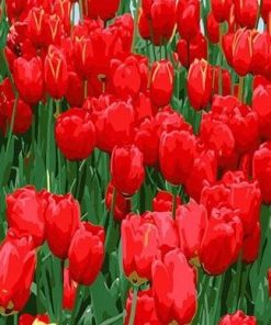 Red Tulip Flowers paint by numbers