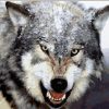 Angry Wolf Animals Paint By Numbers