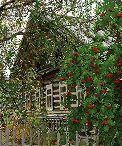 Cabin in Woods And Flowers Landscape Paint By Numbers
