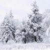 Fir Trees in The Snow Landscape Paint By Numbers