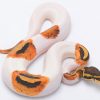 Burmese Python NEW Paint By Numbers