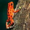 Orange Frog NEW Paint By Numbers