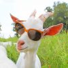 Goat Sunglasses NEW Paint By Numbers