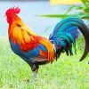 Kauai Chicken NEW Paint By Numbers