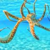 Octopus In The Ocean NEW Paint By Numbers