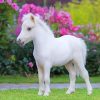 Cute Little White Horse NEW Paint By Numbers