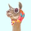 Lama Fashion NEW Paint By Numbers