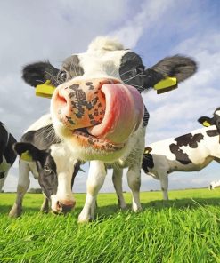 Lovely Cow NEW Paint By Numbers