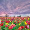 Spring Field Tulip Flowers NEW Paint By Numbers
