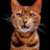 Angry Cat NEW Paint By Numbers