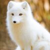 Baby Adorable Arctic Fox NEW Paint By Numbers