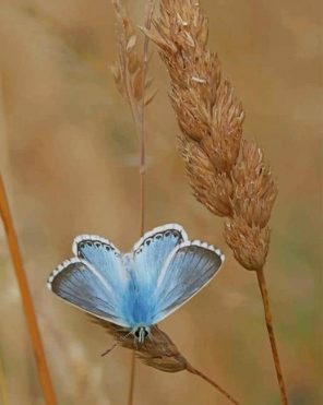 Adonis Blue paint by numbers