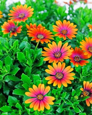 African Daisies paint by numbers