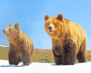 Bears In Snow paint by numbers