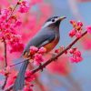 Bird In Cherry Blossom paint by numbers