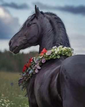 Black Horse paint by number