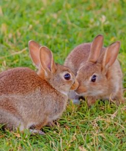 Cute Rabbits paint by numbers