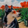 Husky In Poppy Field paint by numbers