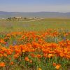 Orange Poppy Field paint by numbers