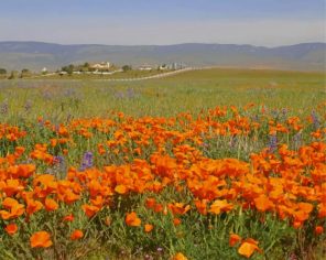 Orange Poppy Field paint by numbers