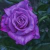 Purple Floribunda paint by numbers