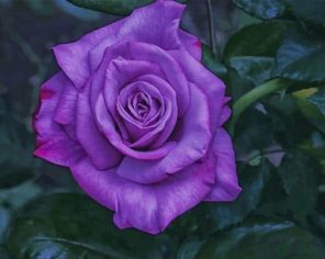 Purple Floribunda paint by numbers