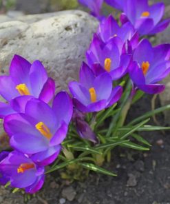 Purple Flowers paint by numbers