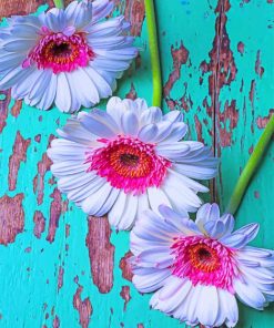 White Pink Daisies paint by numbers