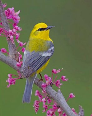 Beautiful Grey And yellow Bird paint by numbers