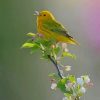 Singing Bird paint by numbers