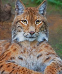 Bobcat paint by numbers