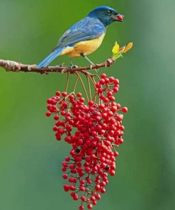 Blue And Yellow Singing Bird Paint by numbers