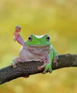 Cute Dumpy Tree Frog Paint by numbers