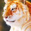 Golden Tiger paint by numbers