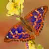 Purple Emperor Butterfly paint by numbers