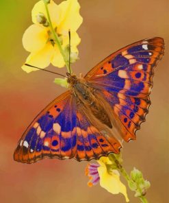 Purple Emperor Butterfly paint by numbers