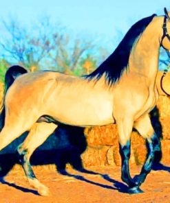 Arabic Horse paint by numbers